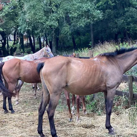 Agriturismo Pian Del Pruno